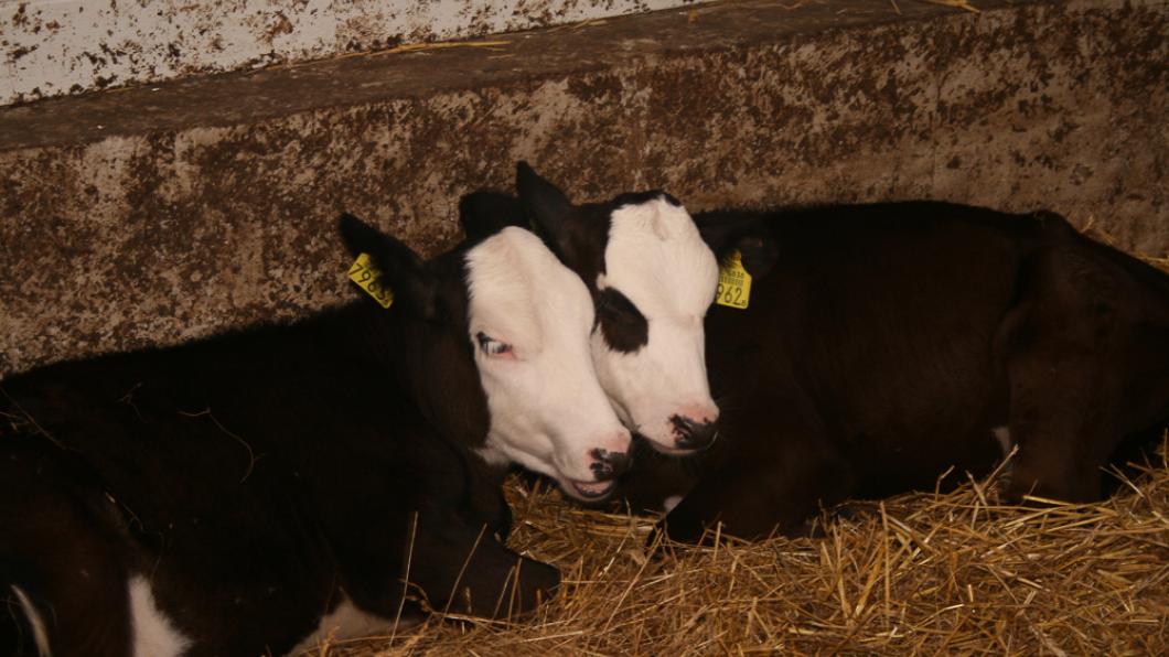 Kalfjes in een stal