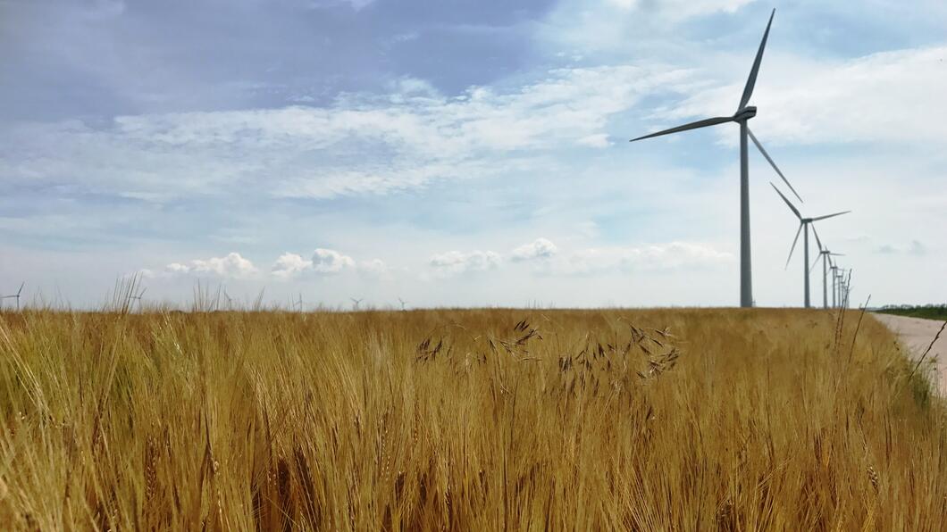 Windmolens naast een graanveld in Dronten